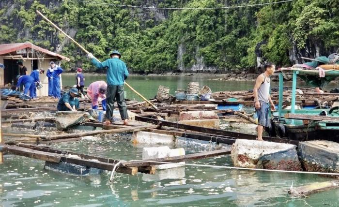 Hải Phòng: Bắt đầu tháo dỡ các cơ sở nuôi trồng thủy sản tại đảo Cát Bà