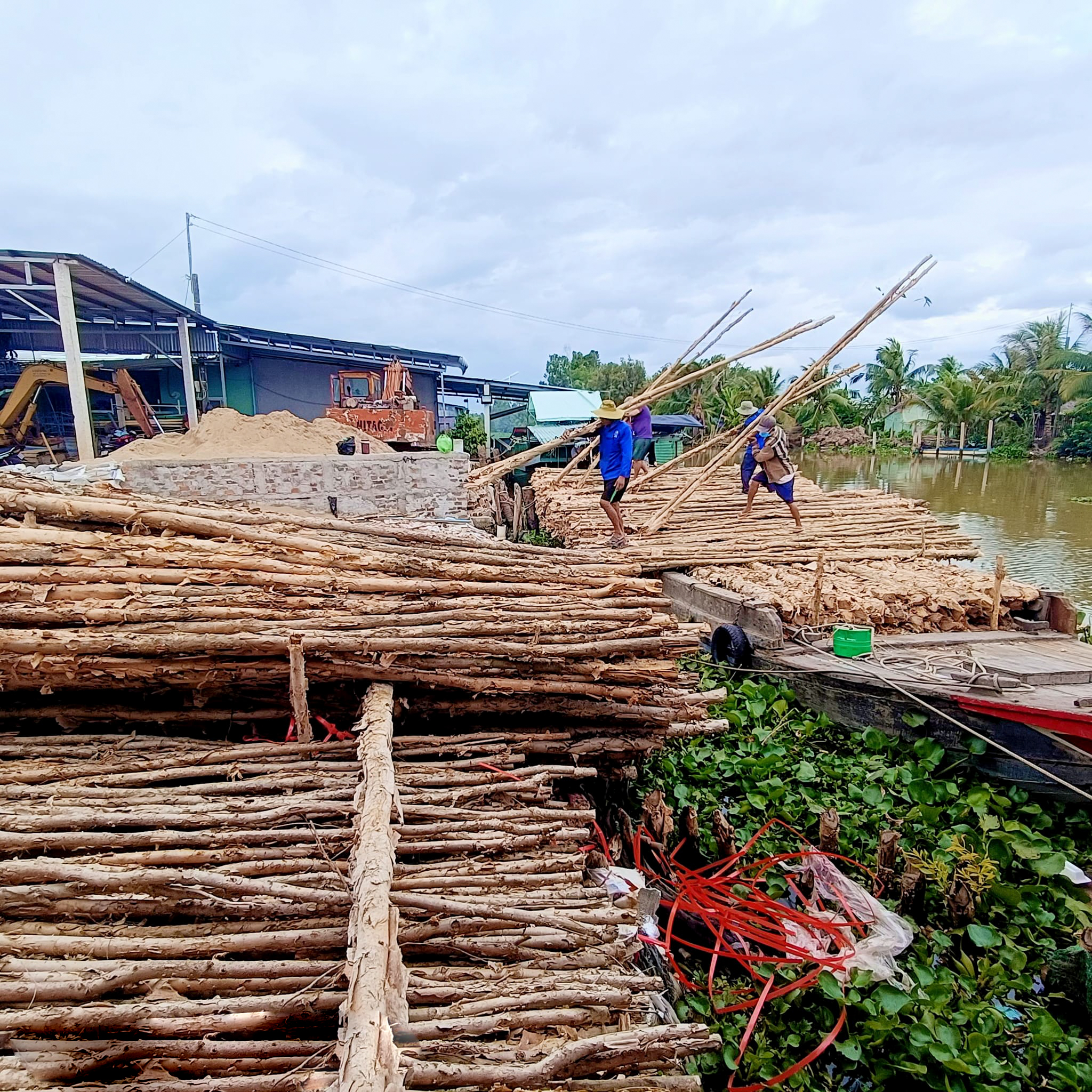 cừ tràm